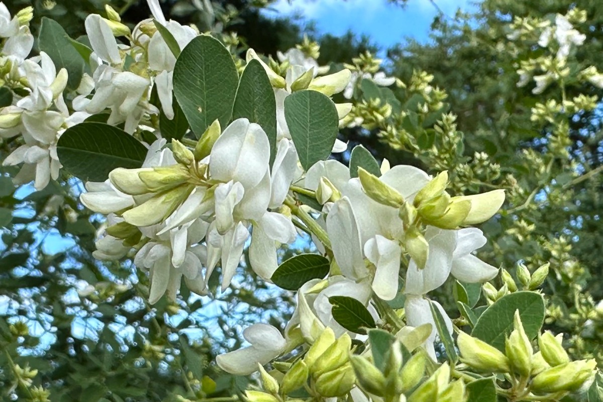 北海道の庭｜今週の花　センニンソウと秋の花