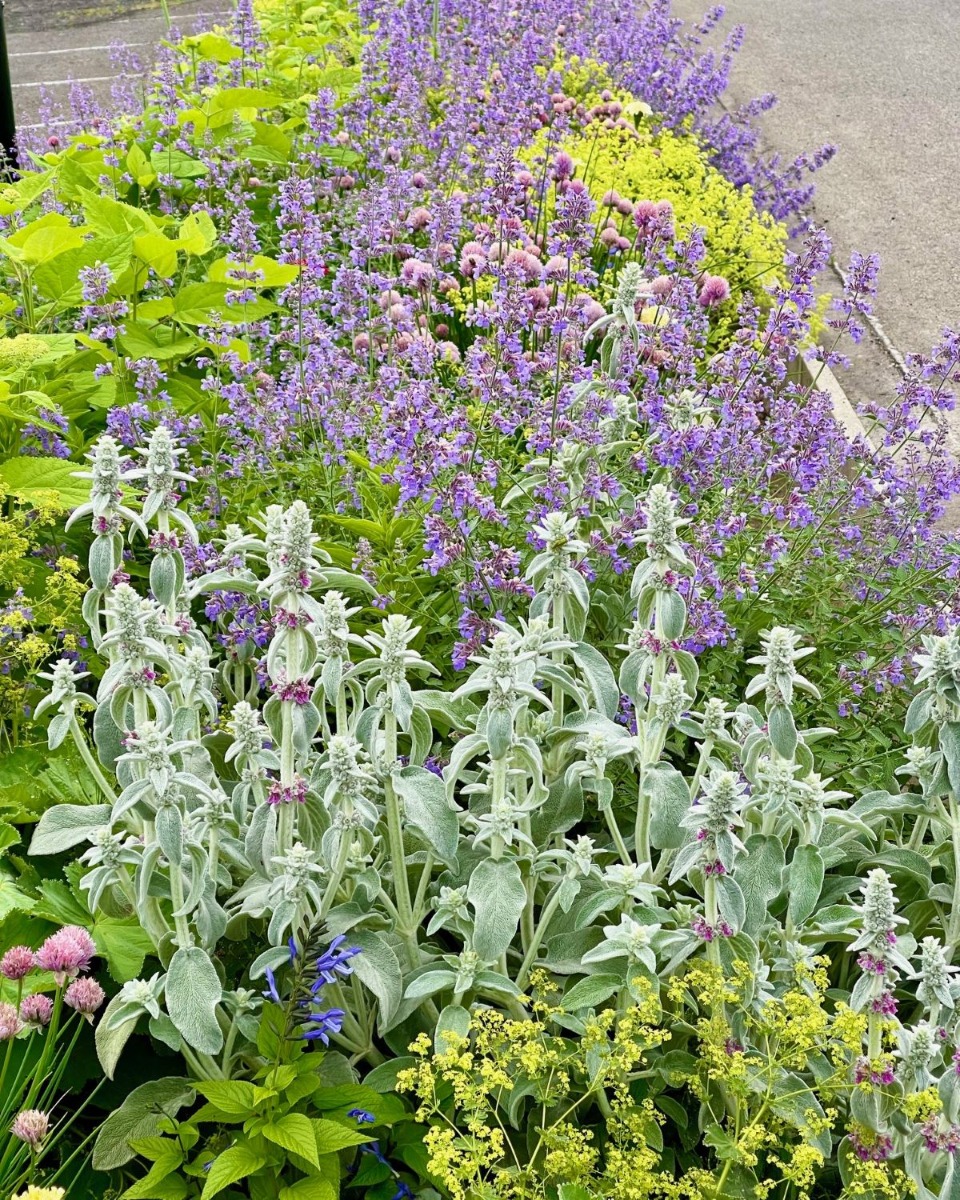 ハーバルライフ｜初夏から盛夏に向かって、庭を彩るハーブの花々