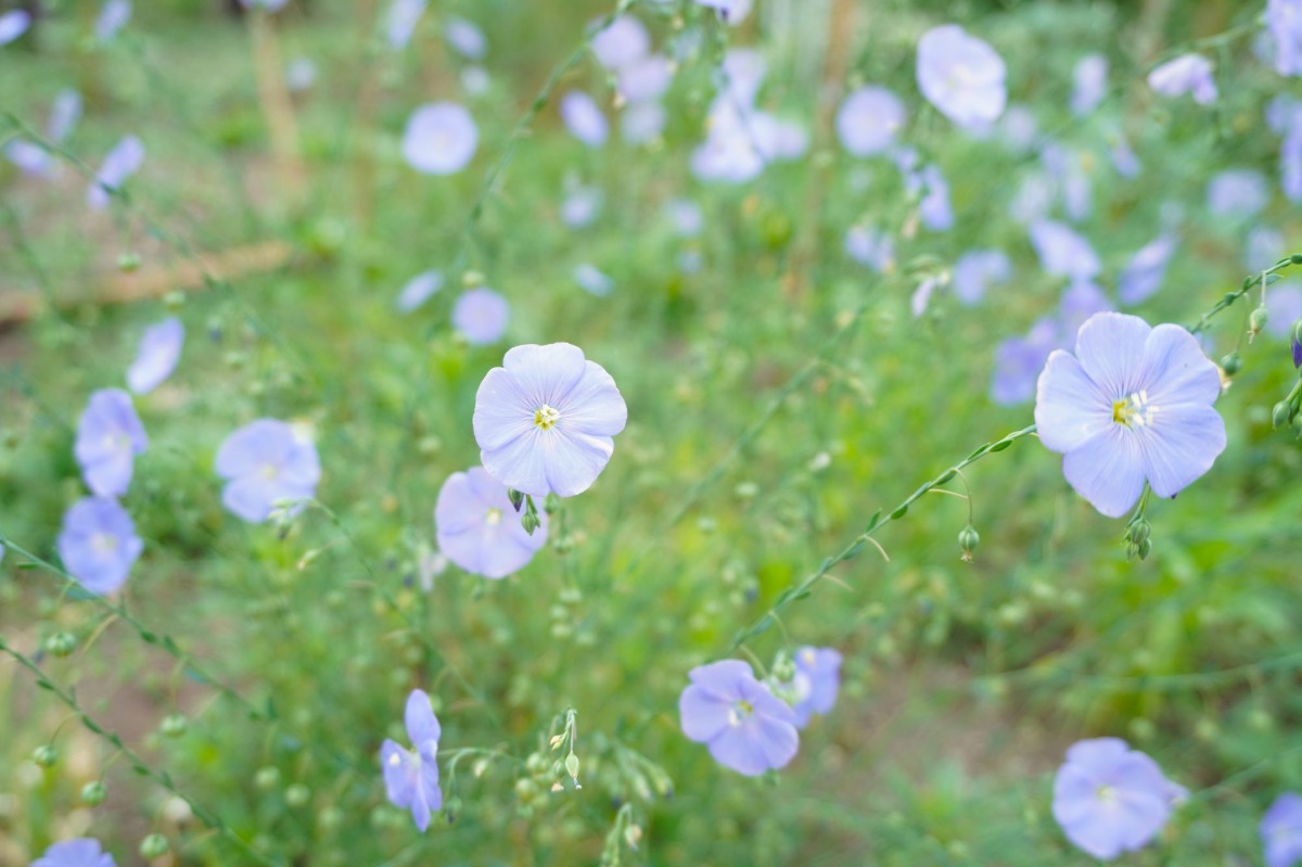 ポタジェ|菜園のデザイン!ハーブの開花と野菜が育つ7月の様子