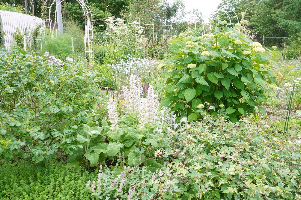 ポタジェ|菜園のデザイン!ハーブの開花と野菜が育つ7月の様子