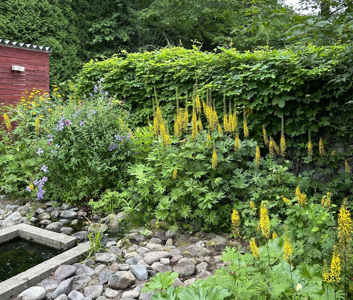北海道 宿根草の育て方|7月 “次の美しさ”につなげる作業