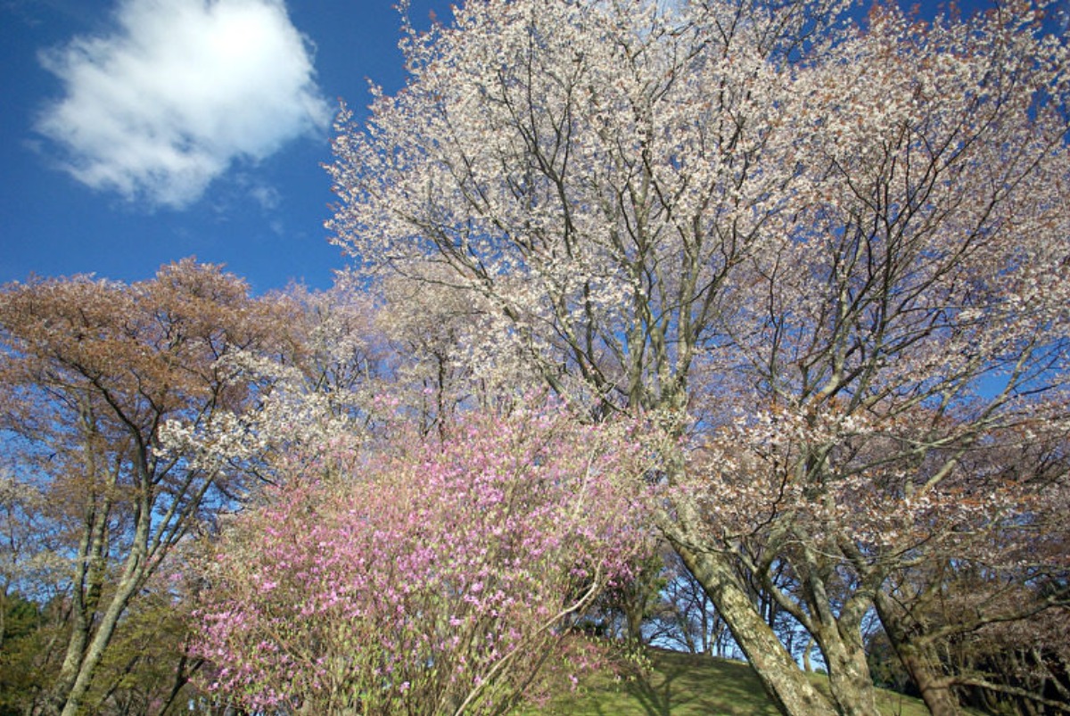 樹齢100年超のヤマザクラが咲き乱れるスポット【丸山公園／御杖村】