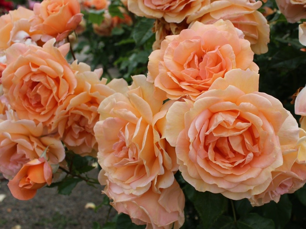 香りのバラ！「国際香りのばら新品種コンクール 令和5年」受賞品種