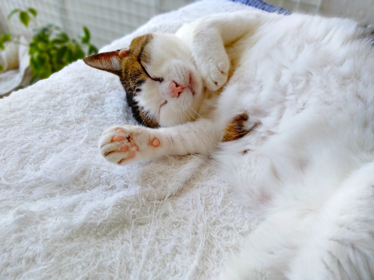 【みなみ動物病院（板野郡藍住町）】よかれと思った行動が実はNG 犬や猫を飼う人に伝えたい夏から秋に向けての注意点！