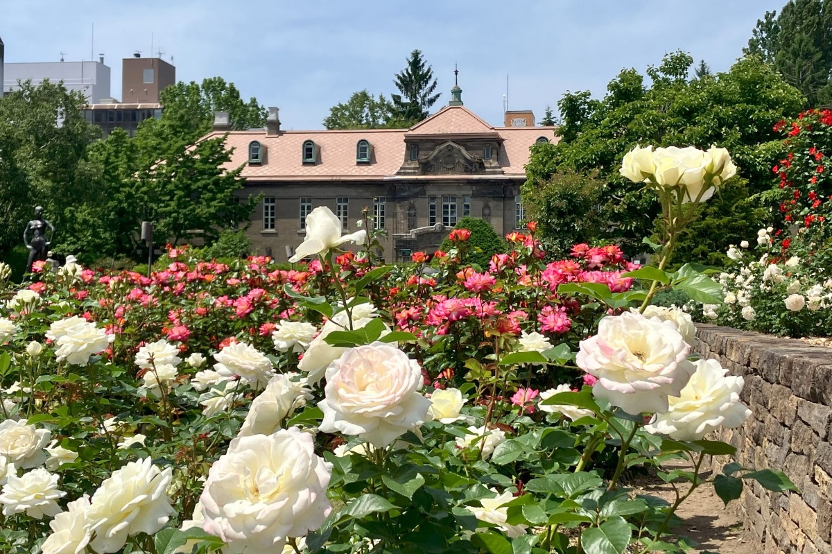 大通公園のバラが見ごろ!サンクガーデンで花と香りを感じて