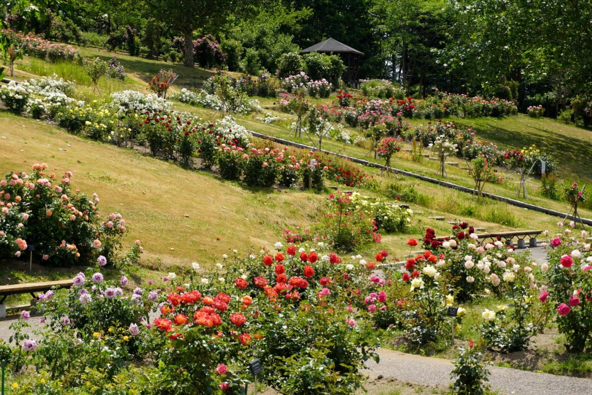 バラの花と香り｜2024 北海道のローズガーデン15選！（後編）