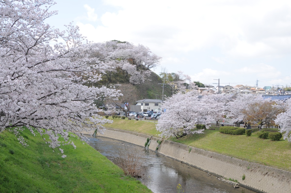 【桜最新情報】2022年4月4日の奈良の桜前線