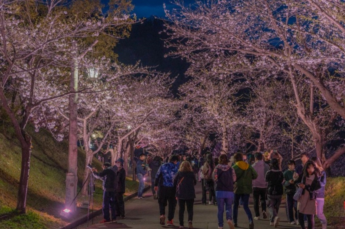 2025 北海道のお花見・桜の名所 ③｜登別・静内ほか各地