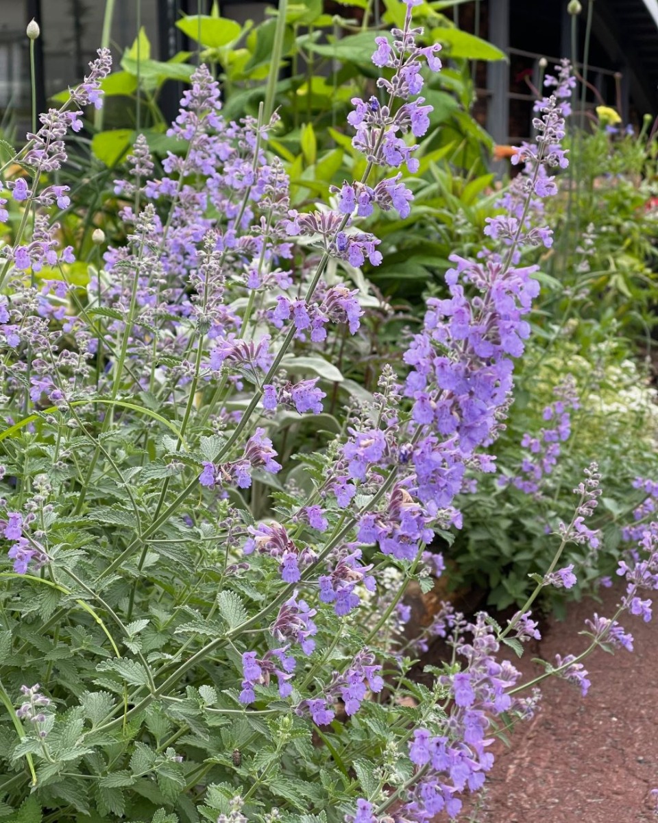 ハーバルライフ｜初夏から盛夏に向かって、庭を彩るハーブの花々