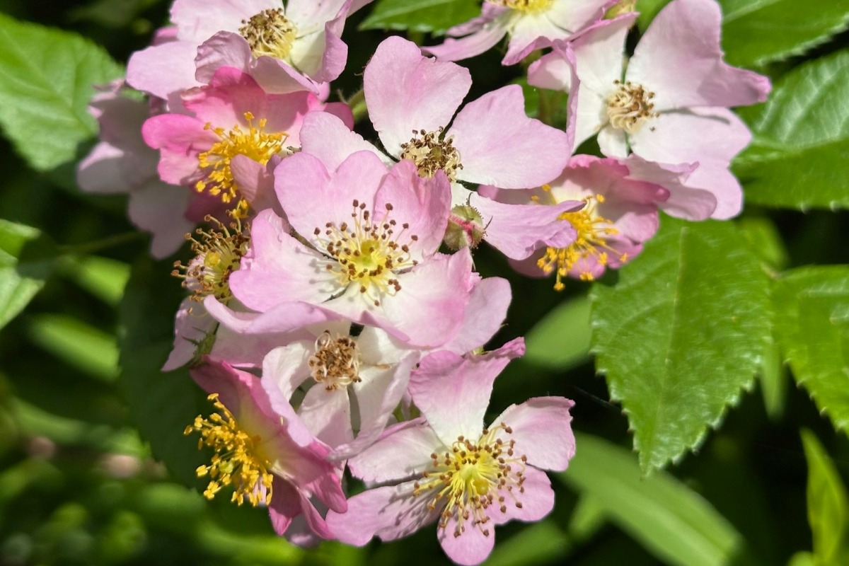 北海道の庭｜今週の花　バラの季節