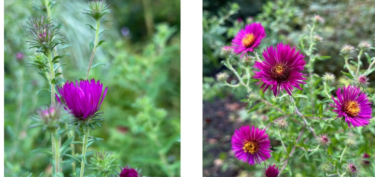 北海道の庭｜今週の花（10月2日）　センニンソウと秋の花