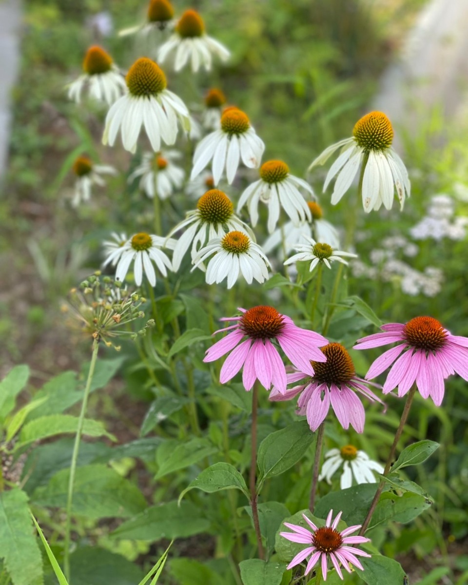 ハーバルライフ｜春の庭に咲く花と、アレルギー緩和に役立つハーブ