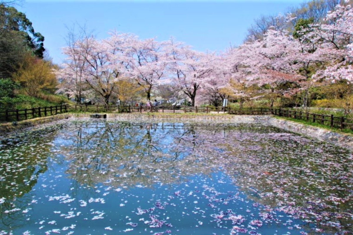 【2022年版】奈良の桜情報＆開花予想