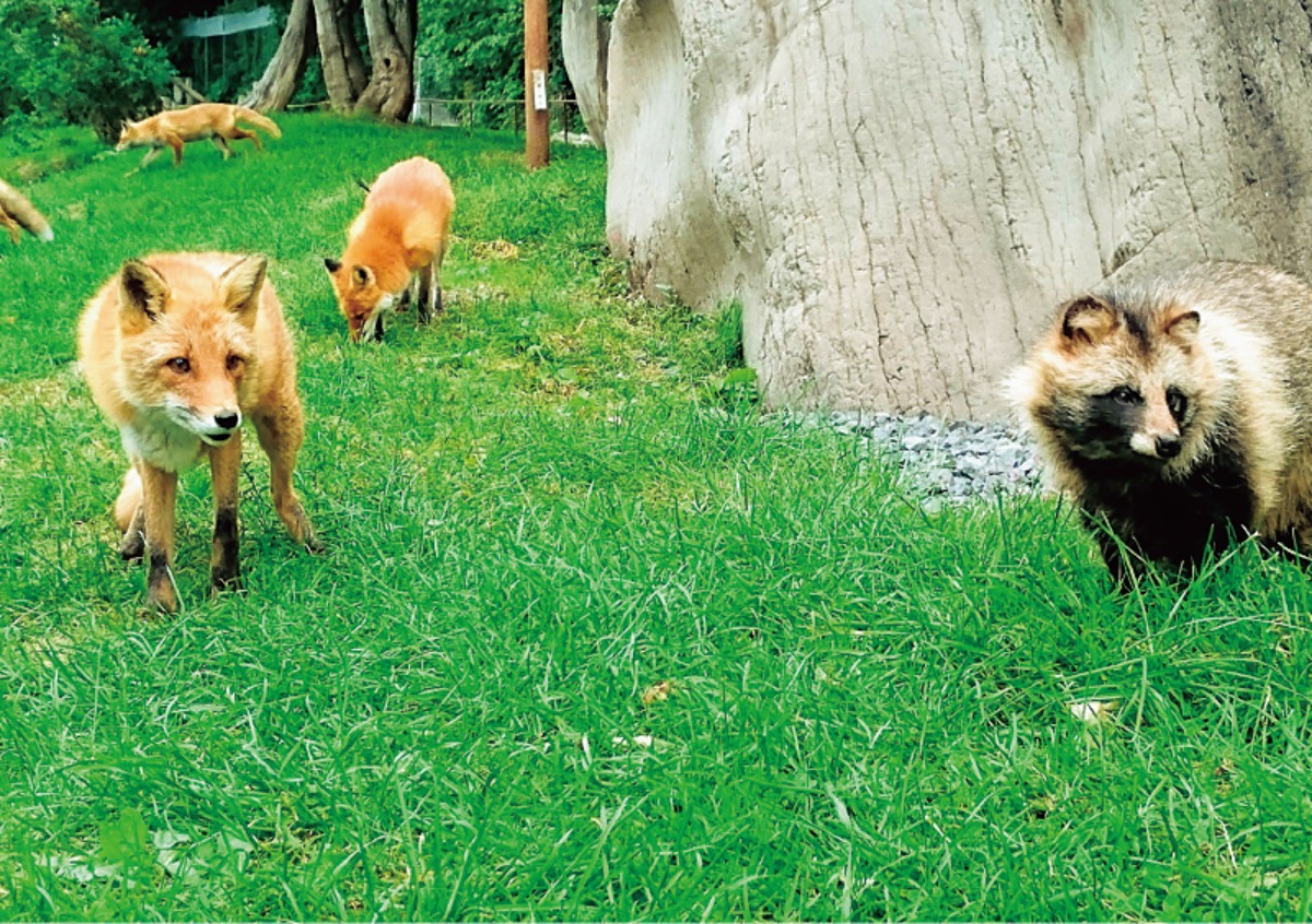 春夏のオホーツク｜北見は魅力満載！花・食・温泉、北きつねにも会おう