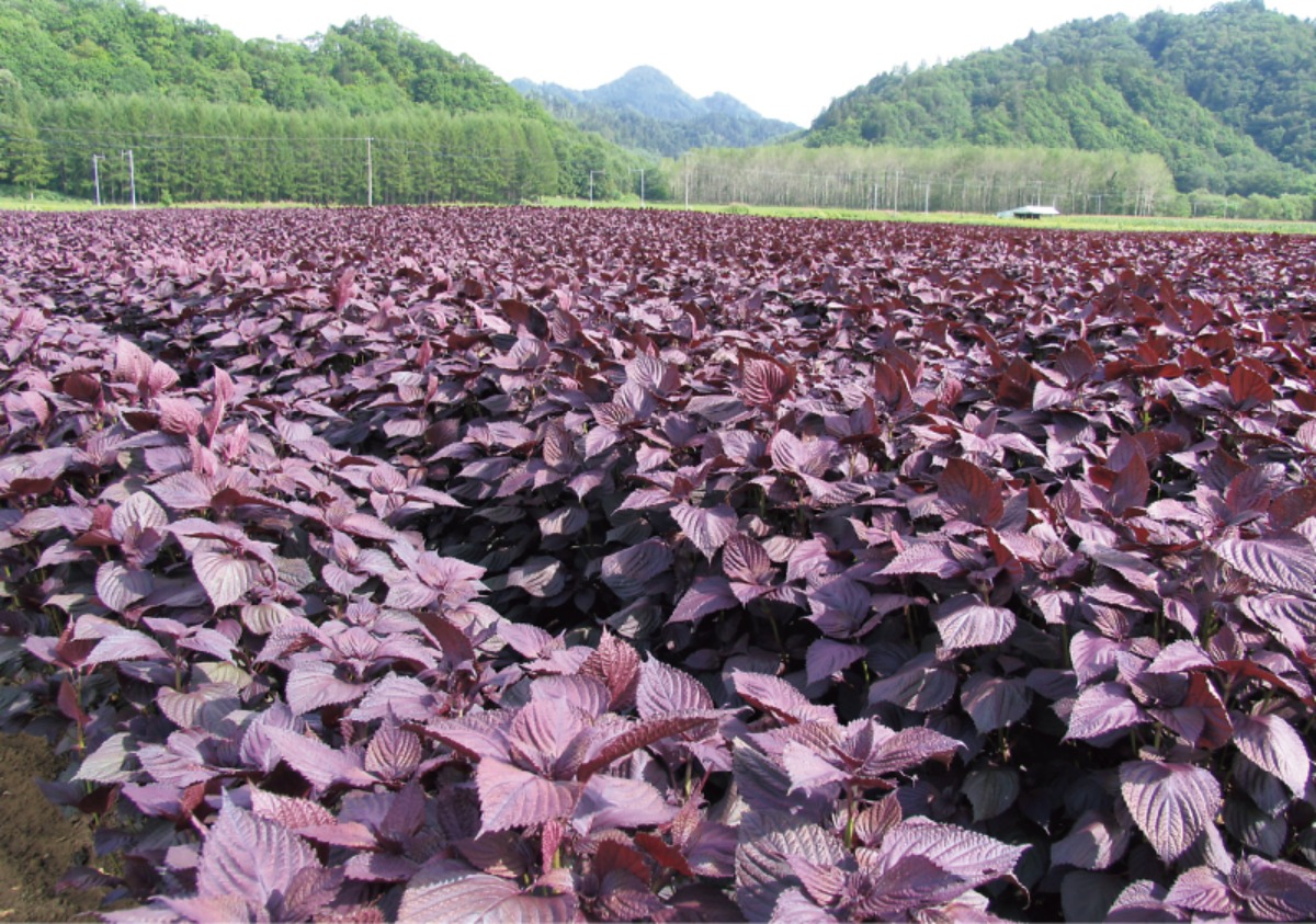 ふるさと納税｜白糠町　ふるさと納税で子育て支援、 人気の返礼品が揃うまち