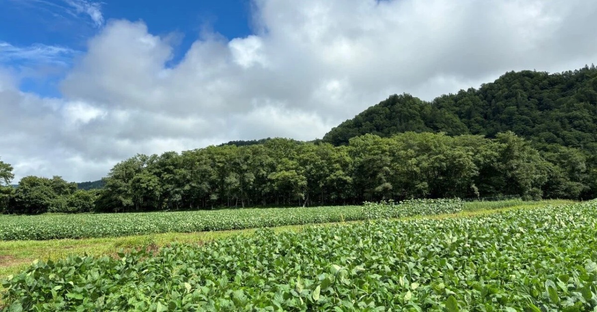 若者が農業に抱いた夢！白糠町で有機栽培に挑戦する大豆農場