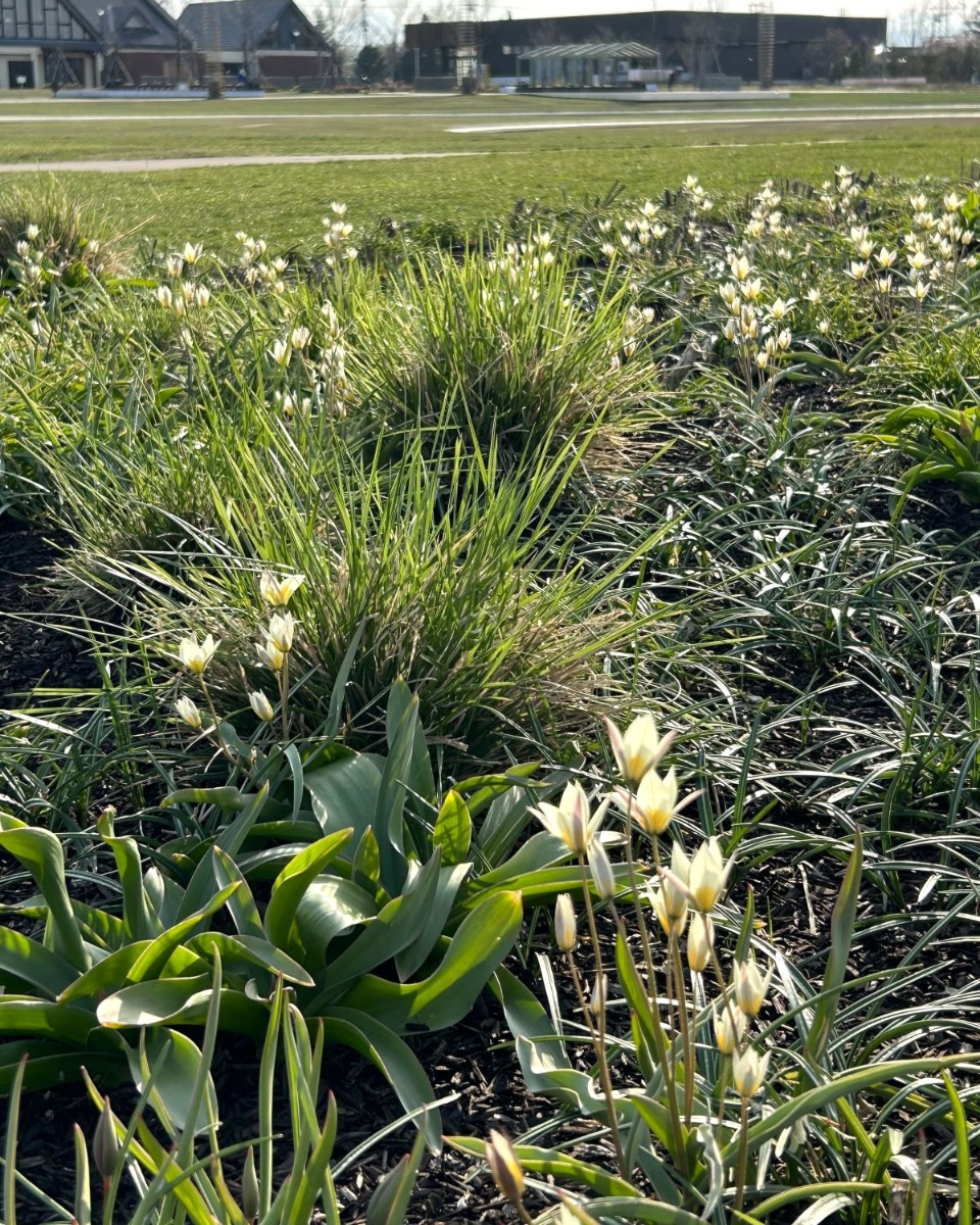 北海道 宿根草の育て方｜9月　初秋の庭の管理と秋植え球根