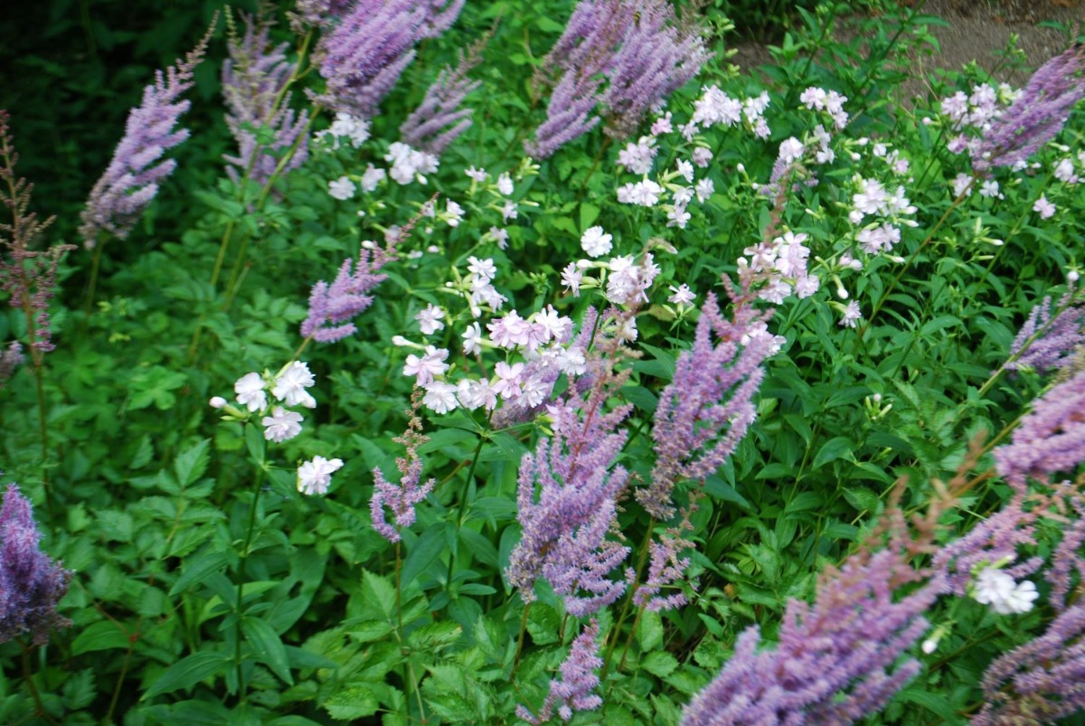 北海道 宿根草の育て方｜7月　盛夏は種類による花切りが大事