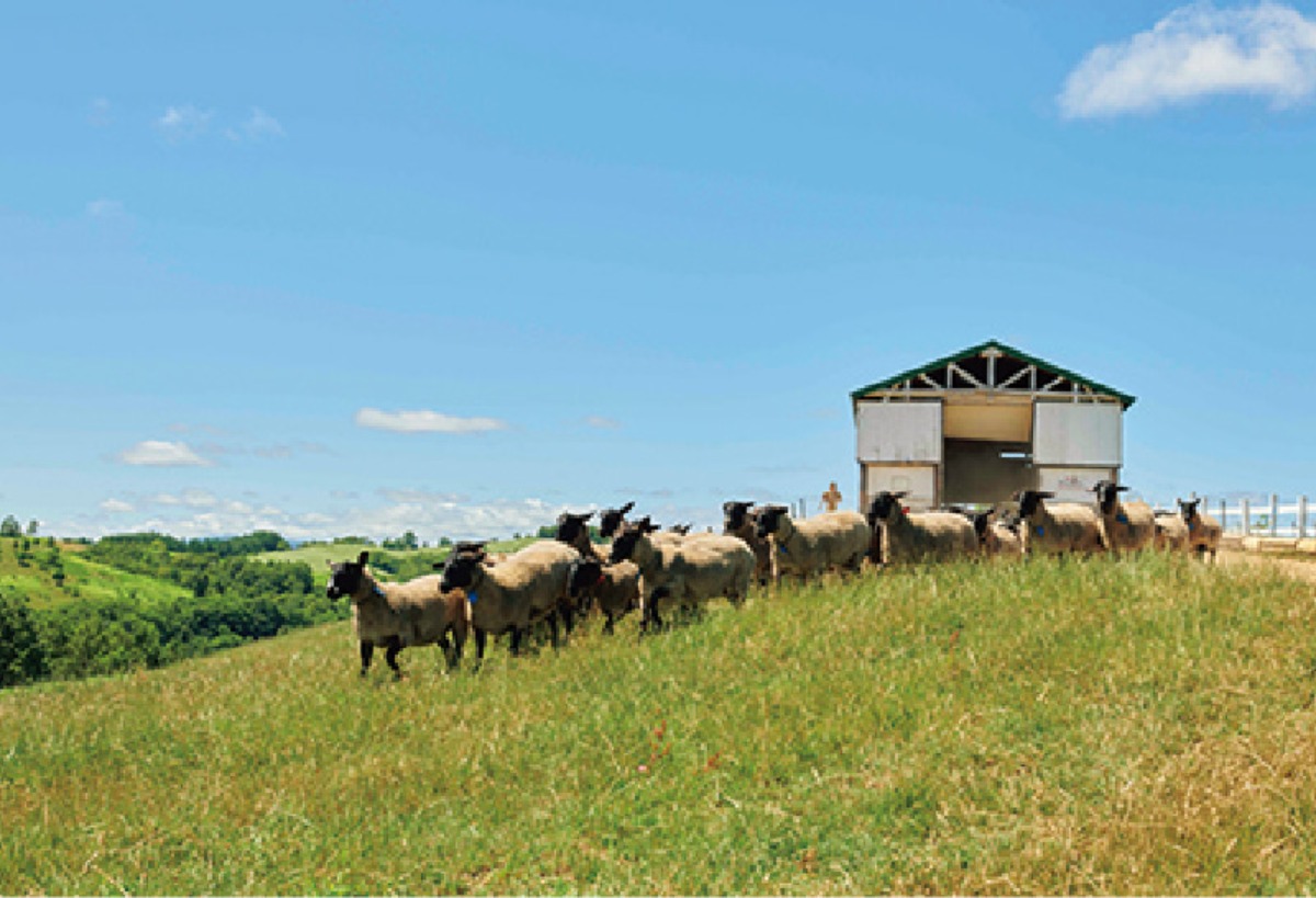 夏の北海道を体感｜士別市　牧歌的な風景と、BBQや羊との触れ合い体験