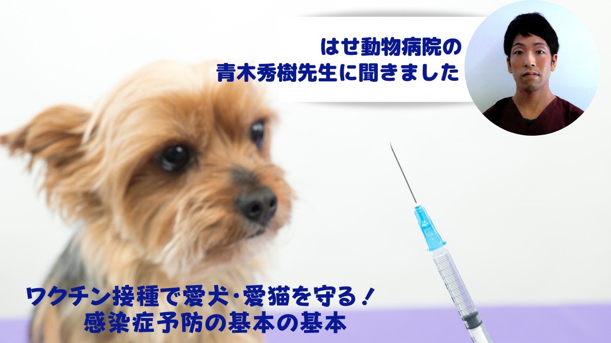 【街ネタ／はせ動物病院（板野郡北島町）】ワクチン接種で愛犬・愛猫を守る！ 　感染症予防の基本の基本