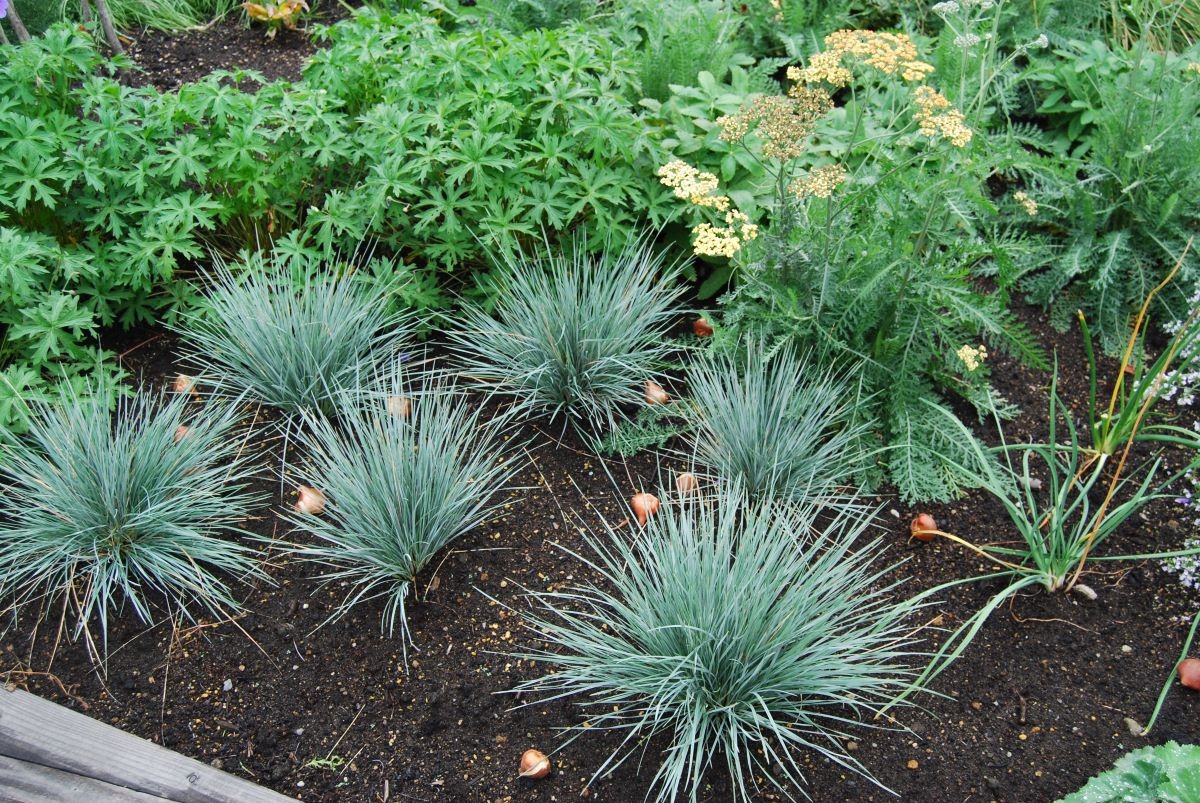 北海道 宿根草の育て方｜10月　株分けや球根の植え込みは今月中に