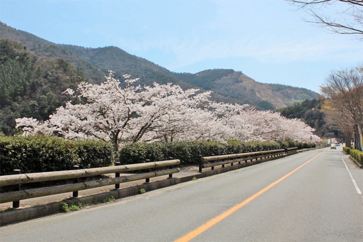 【2022年最新版】徳島のお花見スポット・桜の名所31選