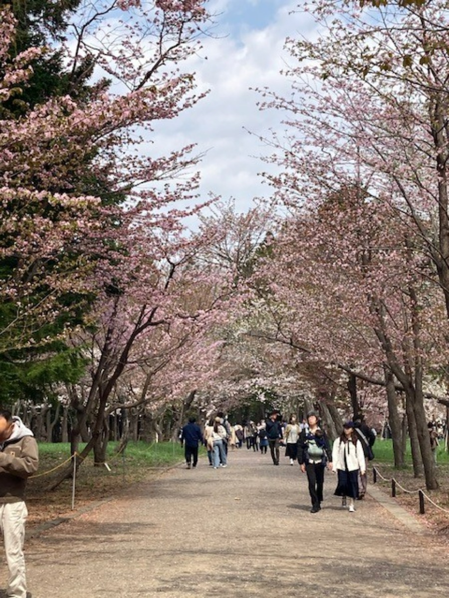札幌で桜めぐり。北海道神宮と、白石区にある豊平川桜の杜