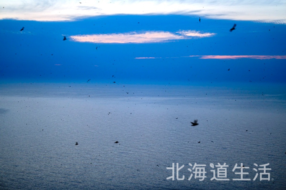 やぎさん取材日記｜羊のいる焼尻島・海鳥の聖地・天売島へ。　