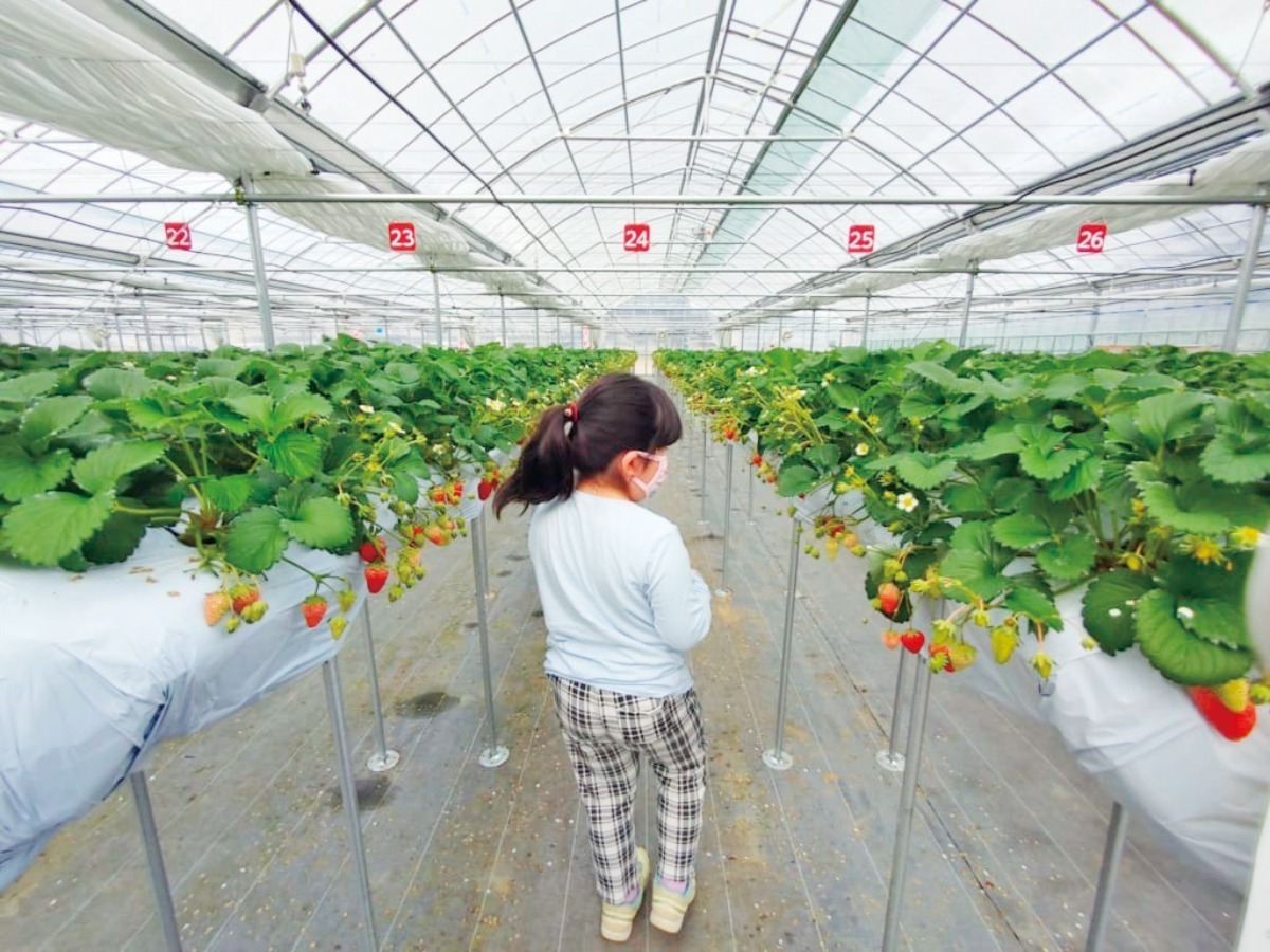 【2026最新版】徳島いちご狩りスポット・おすすめ14選！家族のおでかけ＆レジャーにぴったり