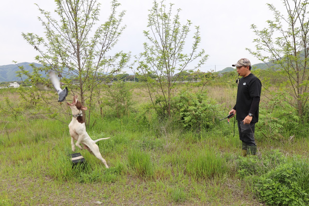 【徳島のすごアニマル】狩猟犬の競技大会で全国１位を獲得！／シーフィールド犬舎・住友佑輔さん