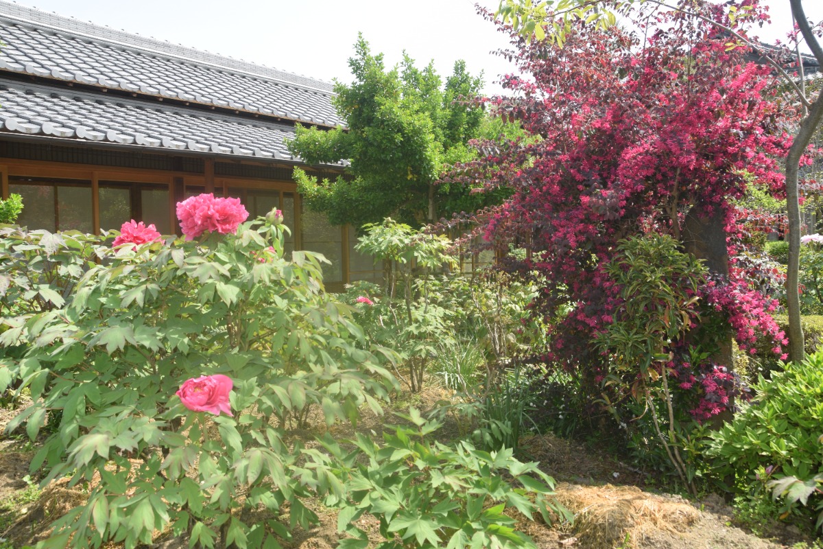 見頃は4月21日くらい!奈良県葛城市にある「石光寺」で「春牡丹」の開花が始まる