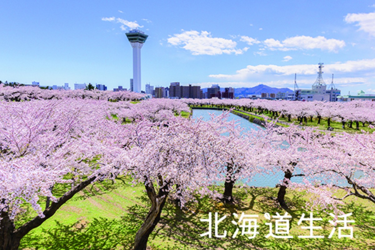 やぎさん取材日記｜北海道の桜前線、道南からスタート！