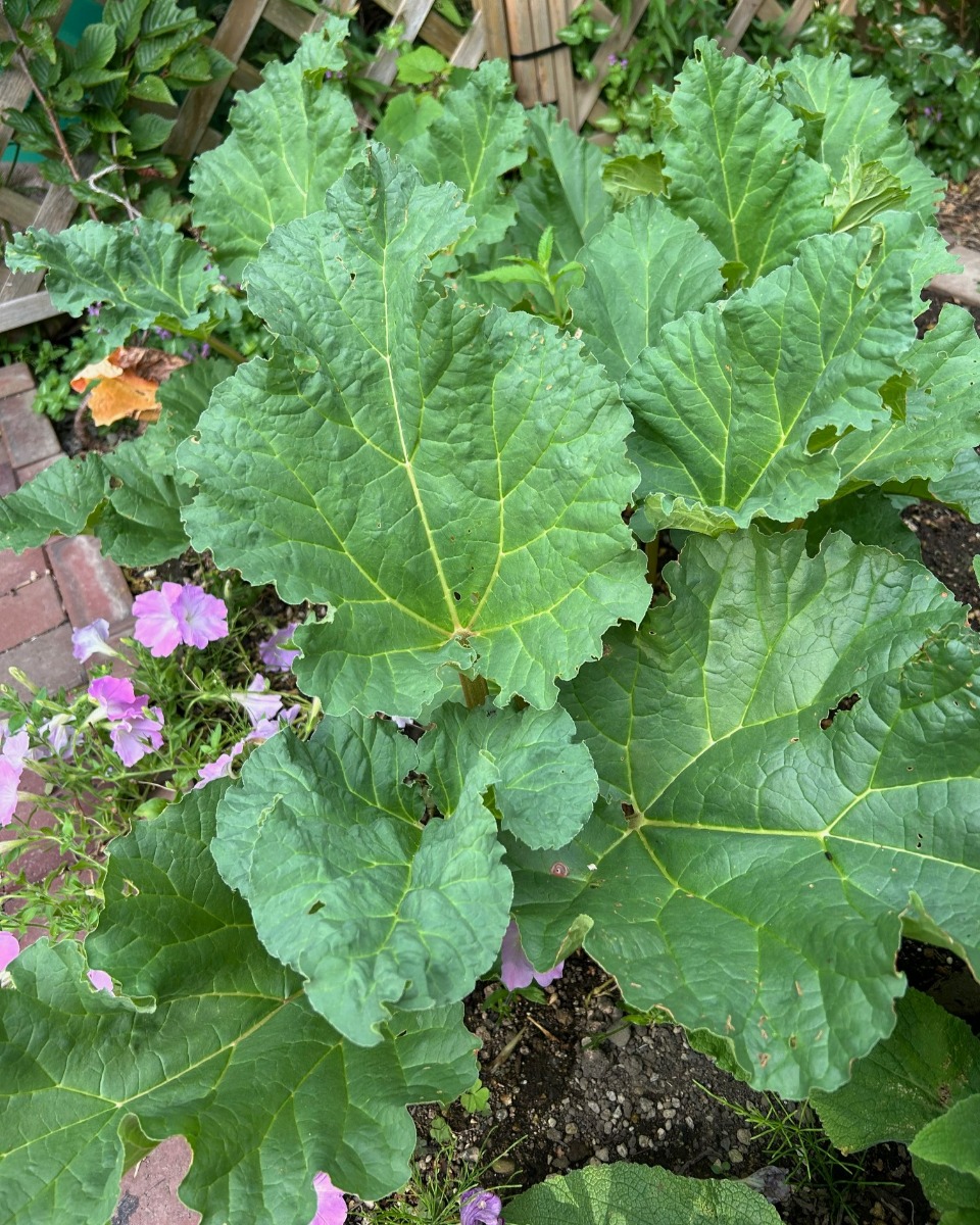 北海道の庭｜今週の花　夏の終わりの‟実もの”たち