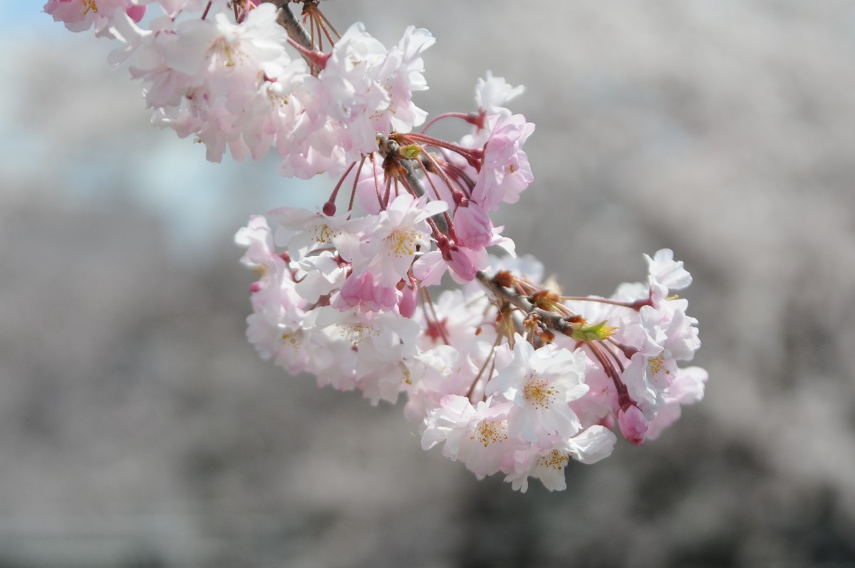 【桜最新情報】2022年4月4日の奈良の桜前線