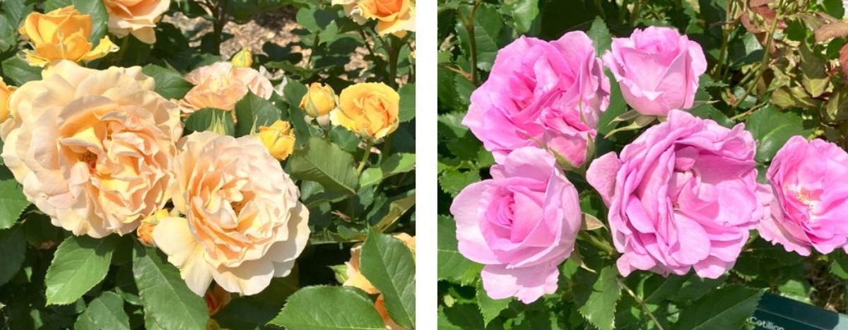 大通公園のバラが見ごろ!サンクガーデンで花と香りを感じて