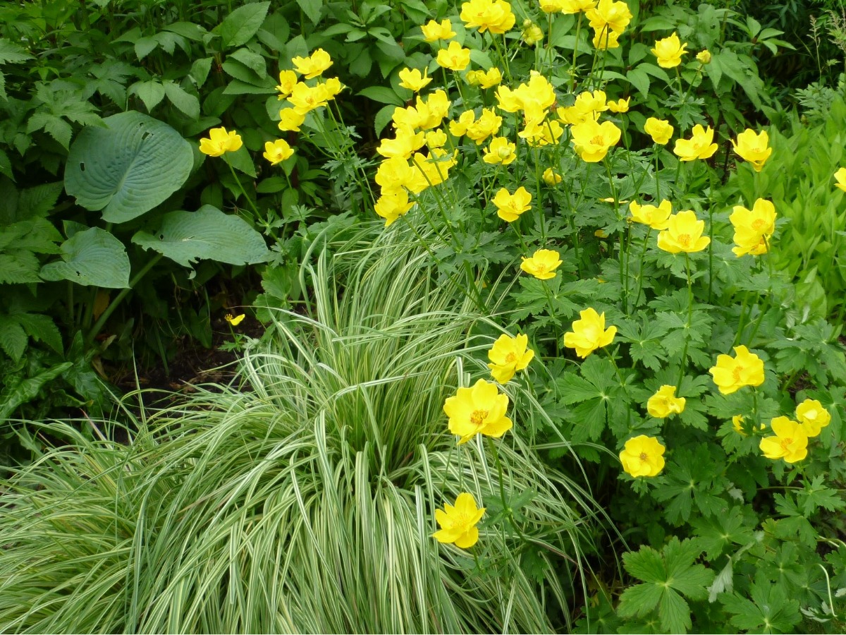 北海道の庭｜今週の花　グラス類の植栽とベス・チャトー・ガーデン