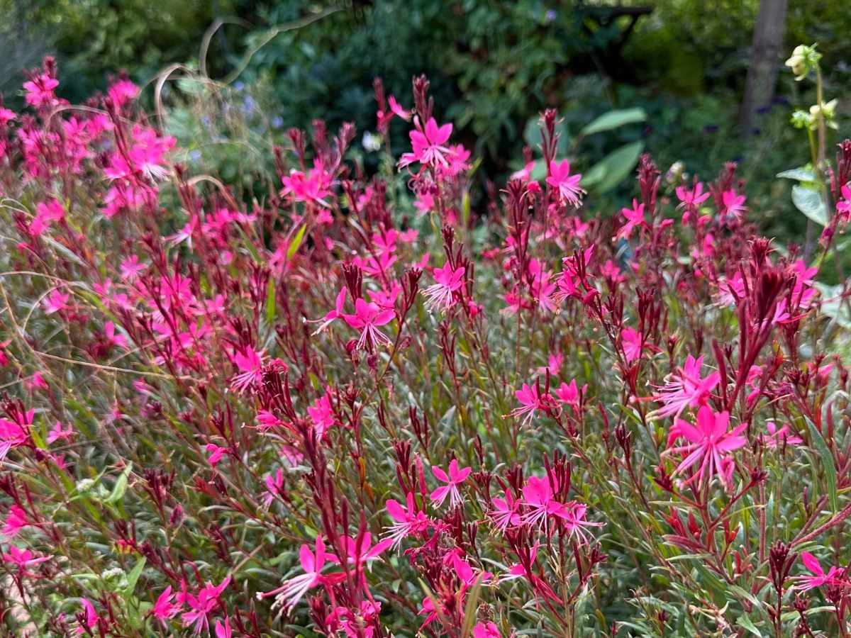 北海道の庭｜今週の花　センニンソウと秋の花