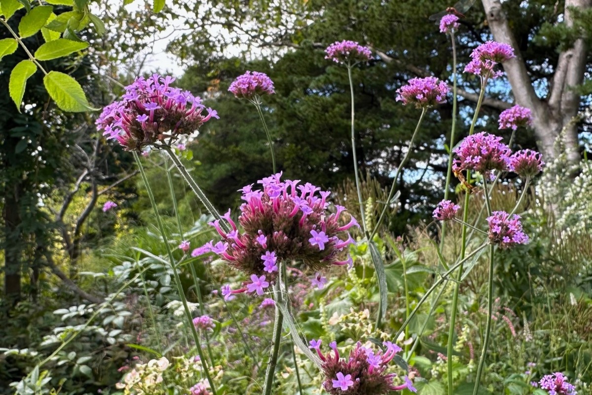 北海道の庭｜今週の花　センニンソウと秋の花