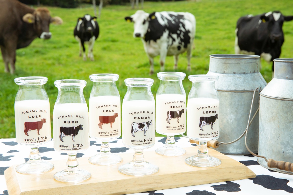 大地を駆ける牛と春のお祝い。トマムで放牧開始