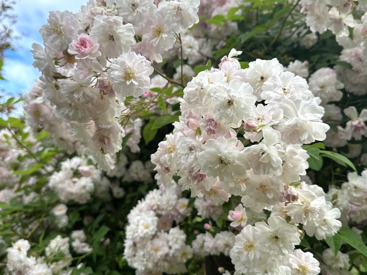 北海道の庭｜今週の花　満開のつるバラ