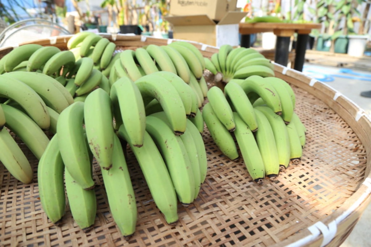 【街ネタ/阿波甘蕉園（あわかんしょうえん・阿波市吉野町）】徳島でバナナ！？葉っぱで‟お茶”まで作ってしまうほどのバナナ愛