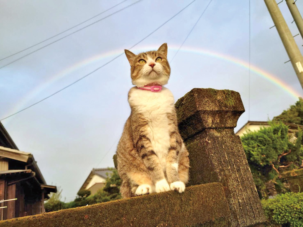 【ペットフォトコンテスト】我が家のペット／看板犬・猫 受賞作品紹介