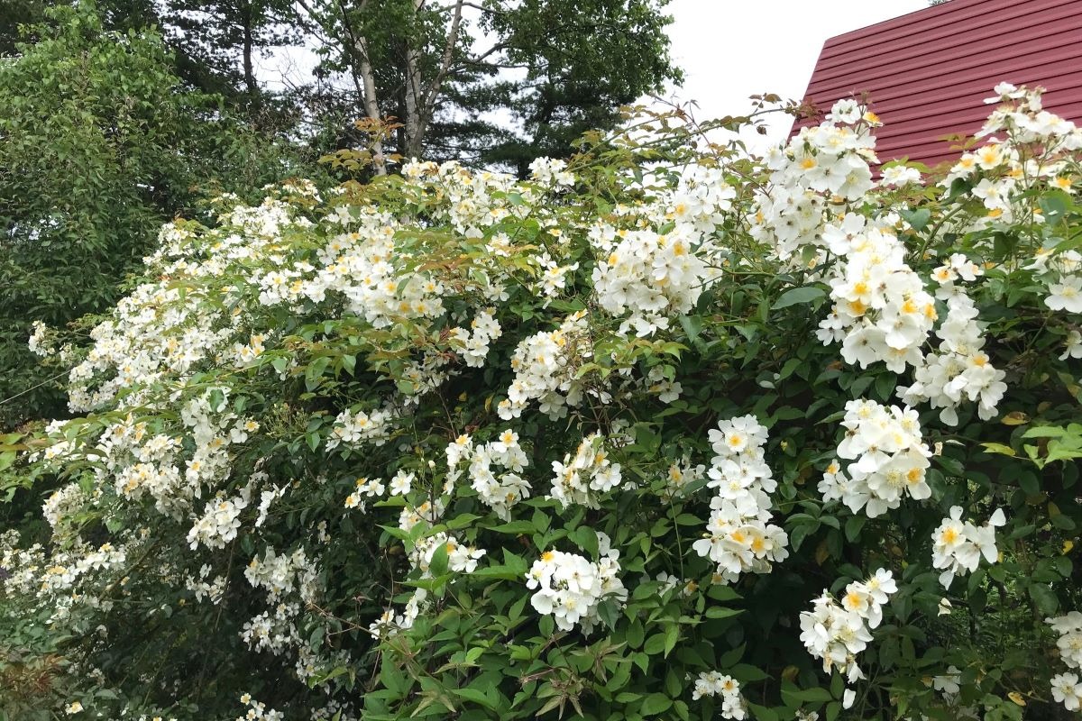 北海道の庭｜今週の花　満開のつるバラ