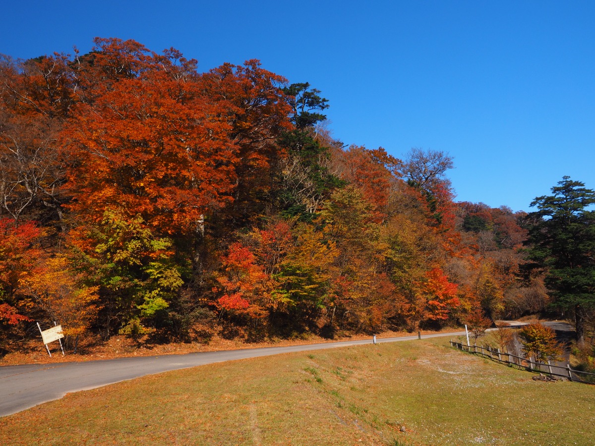 【2024年最新版】徳島の紅葉スポットまとめ