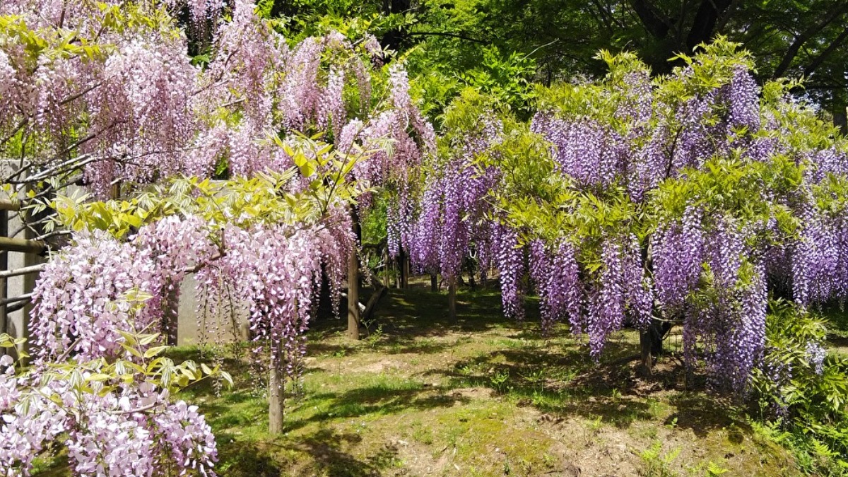 2023年の見頃は早くなりそうです！奈良の藤の名所「春日大社　萬葉植物園」【奈良市】