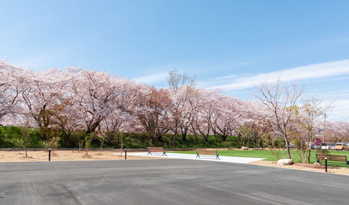 おいしいお酒とともに高田川沿いの美しい桜を堪能【奈良の桜2023｜長龍ブリューパーク｜広陵町】