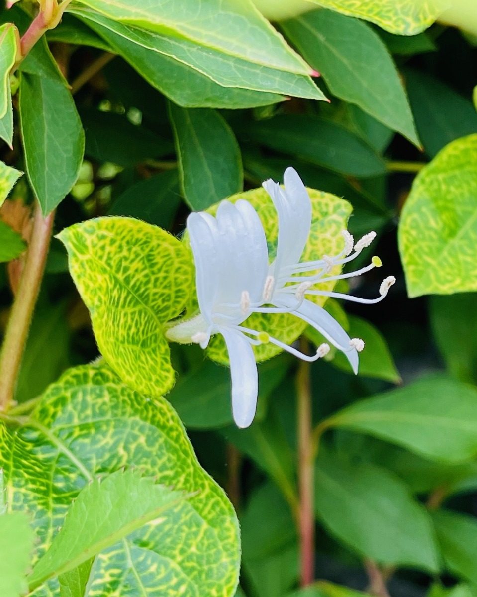 ハーバルライフ｜初夏から盛夏に向かって、庭を彩るハーブの花々