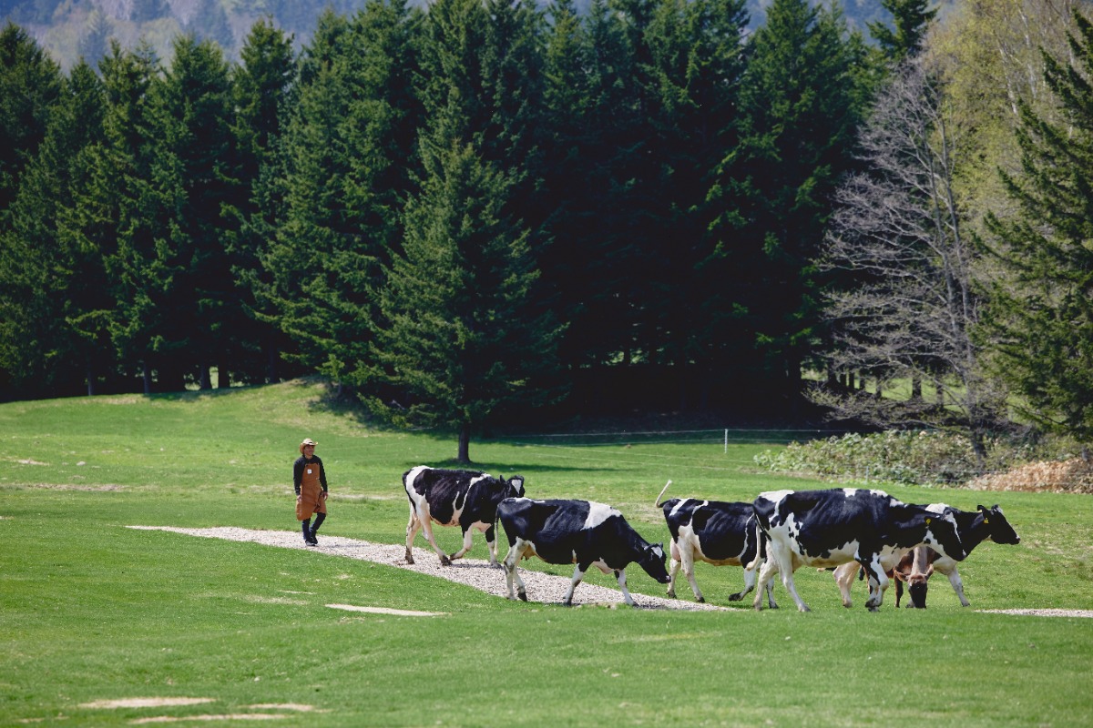 大地を駆ける牛と春のお祝い。トマムで放牧開始