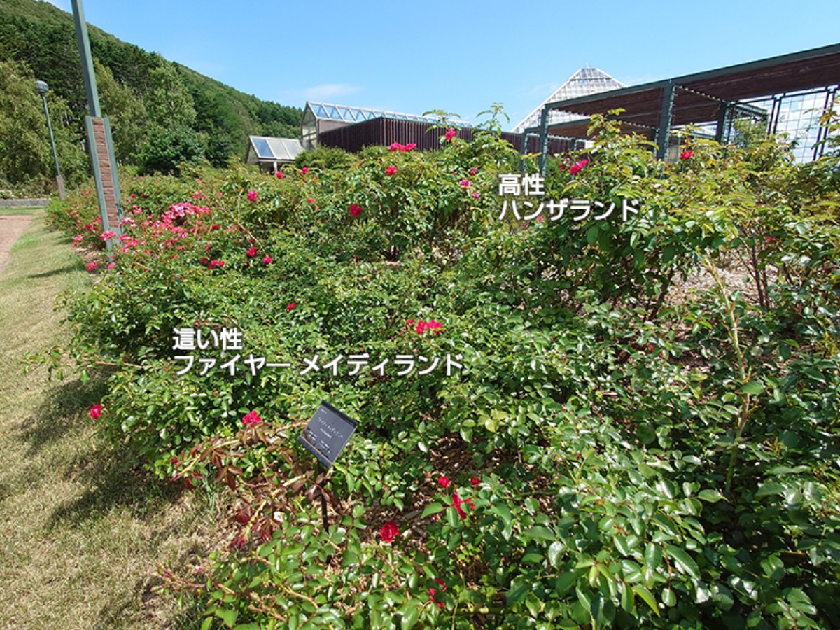 北海道 バラの育て方｜9月　庭に補植する品種選びのポイント