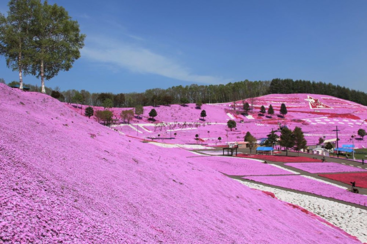 北海道・大空町「ひがしもこと芝桜まつり」が5月3日から開催！